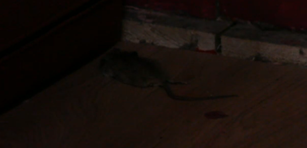 Dode muis in de roze kamer