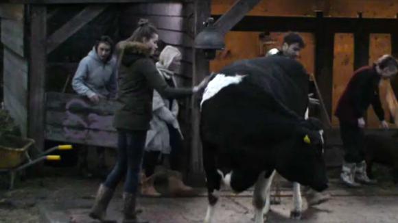 Romy laat haar mede bewoners zien wat er komt kijken bij de verzorging van de koeien