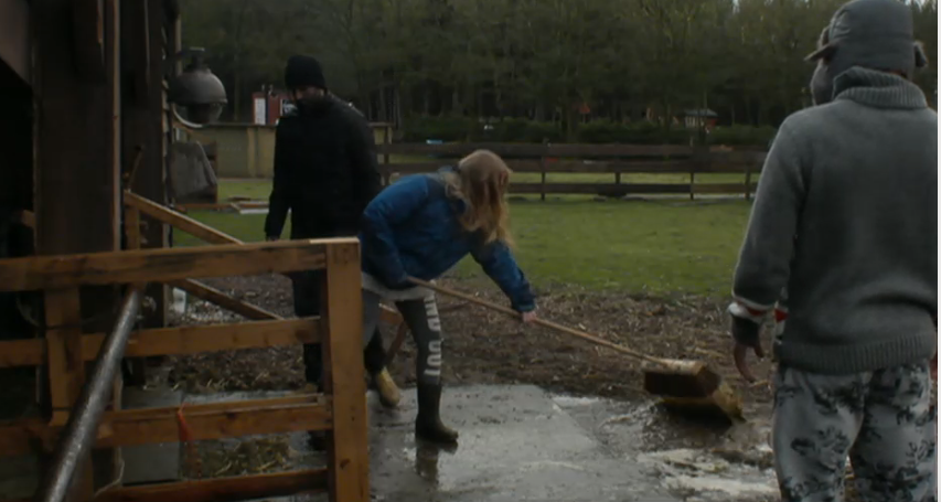 Met zijn vieren koeien verzorgen