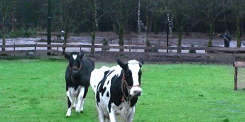 Overschot van (zure) melk in Utopia
