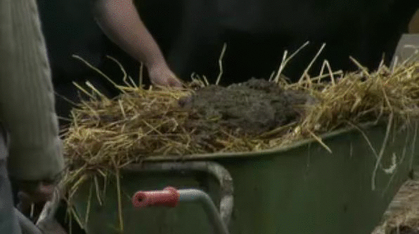 Wim met hoofd in koeienvlaai