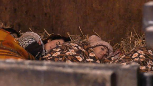 Billy, Romy, Madilia en Beau doen een dutje in de stal